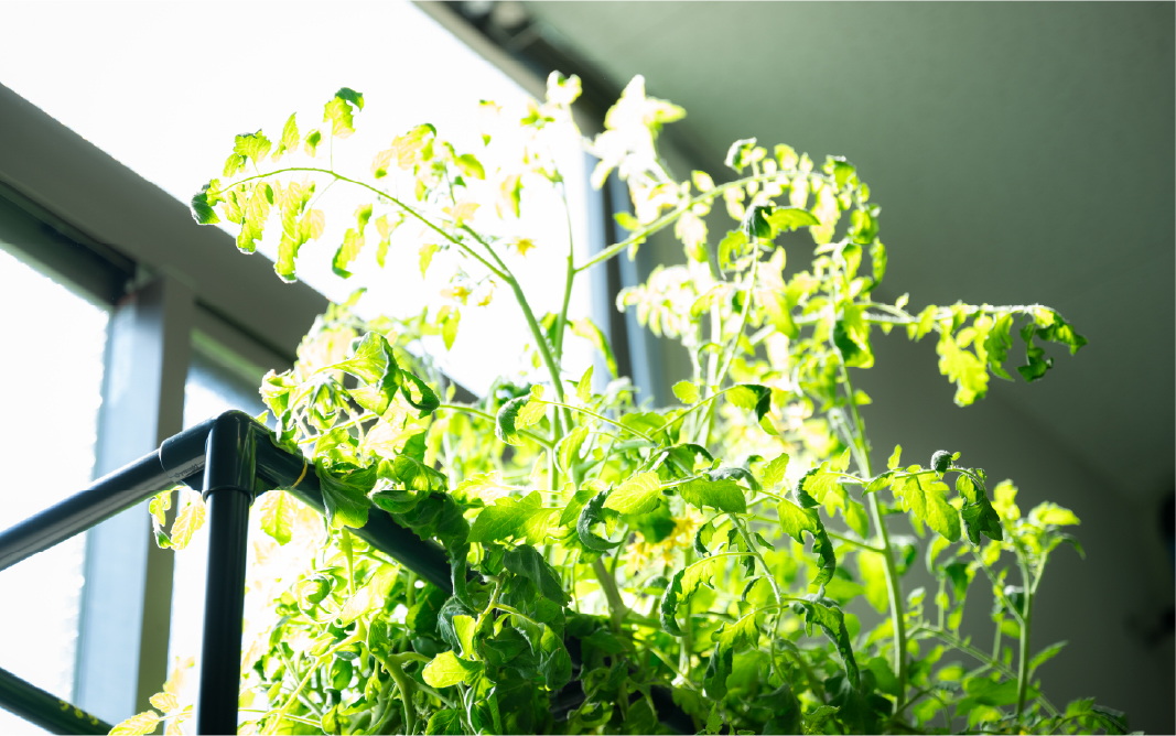 アグリ事業への新展開