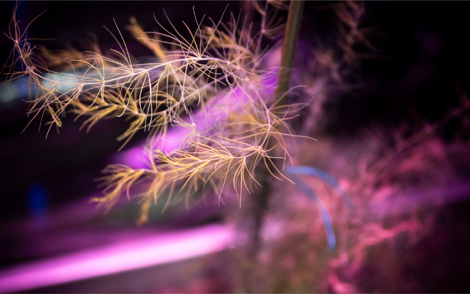 工場型農場構想